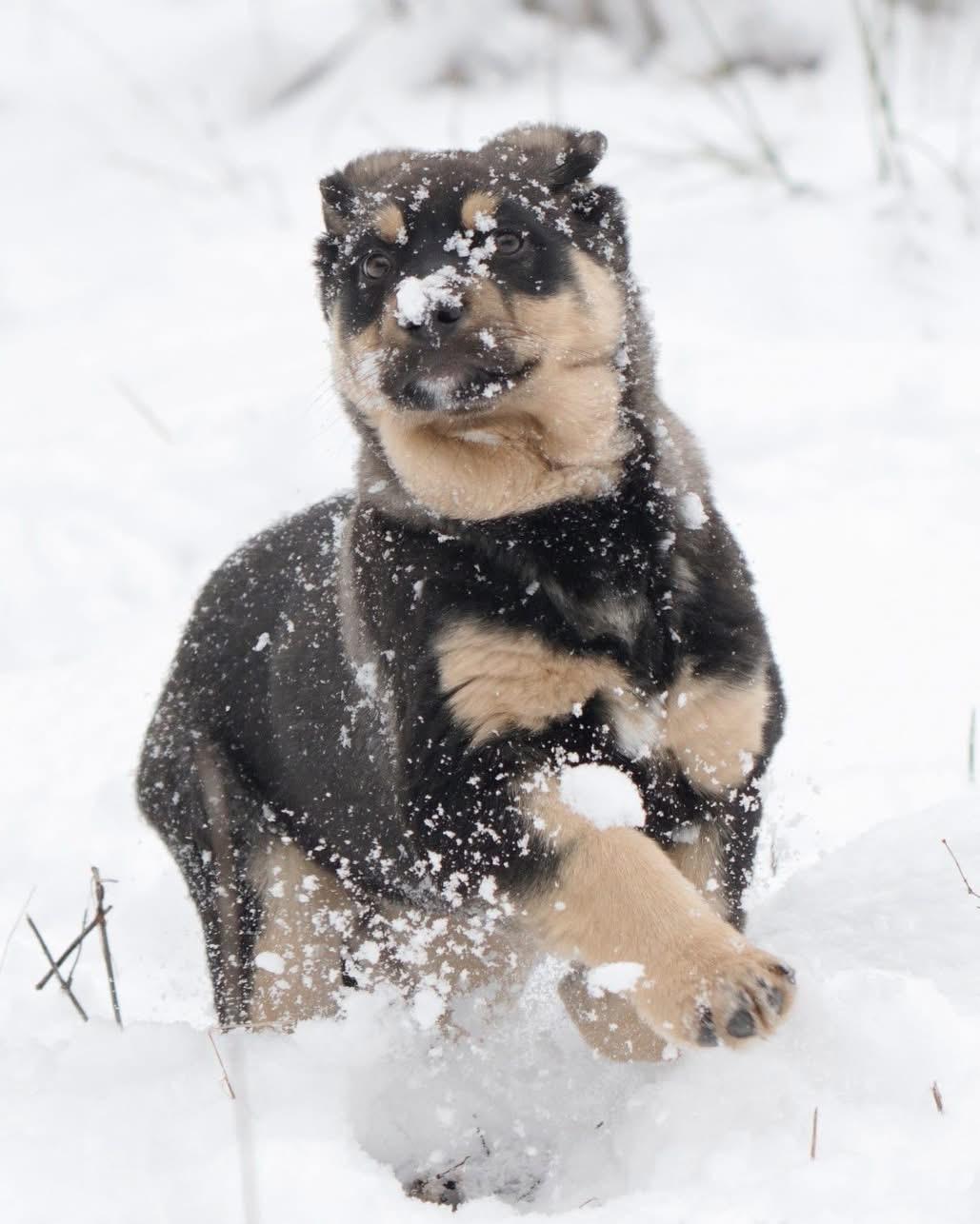 Enlarge Kai, an adopted mixed breed in Polson, MT image 2/6