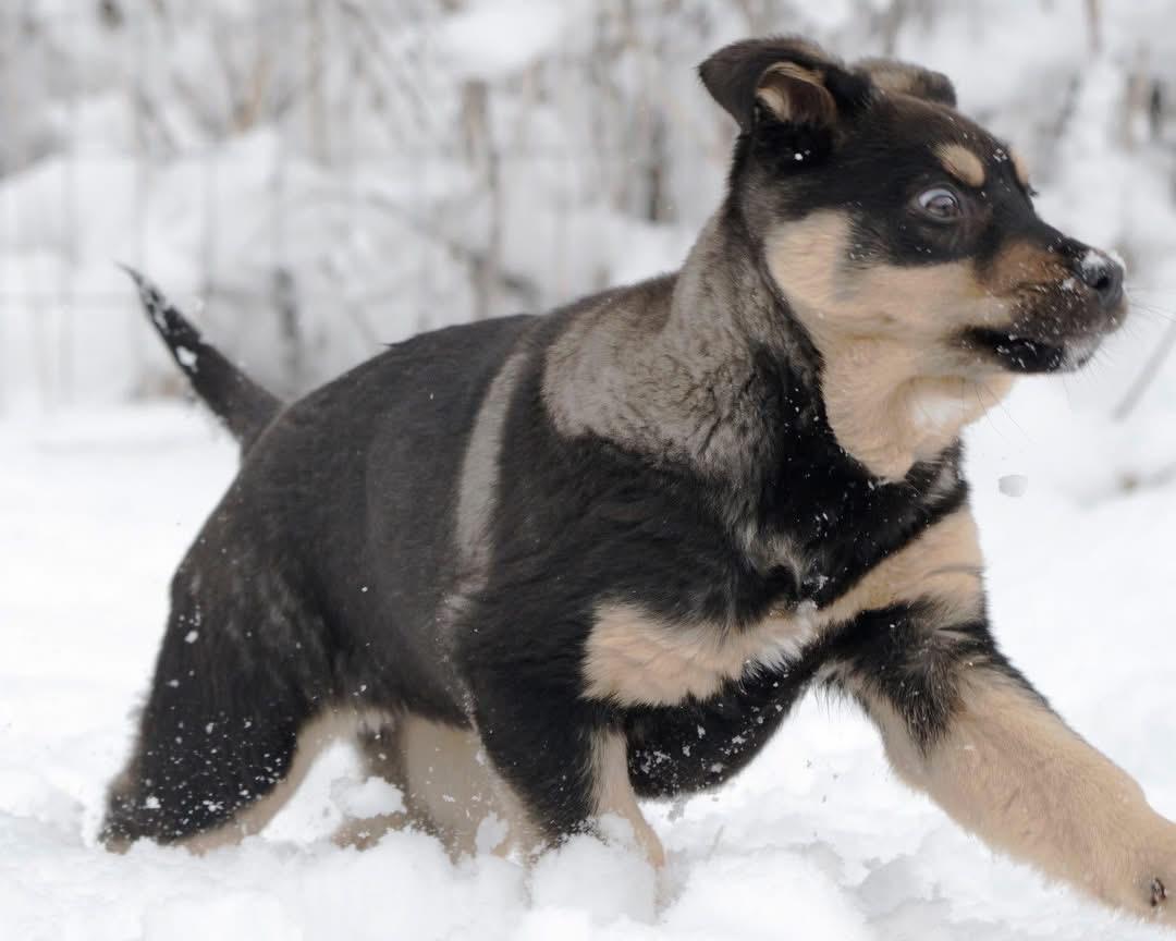 Enlarge Kai, an adopted mixed breed in Polson, MT image 6/6