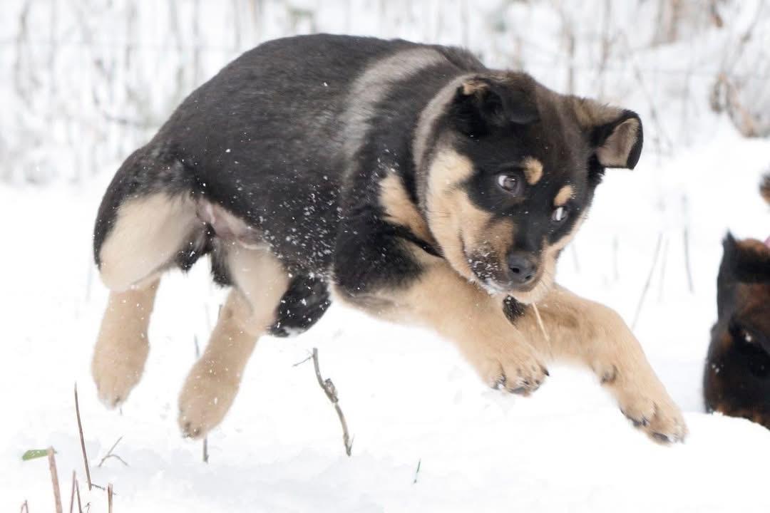 Enlarge Kai, an adopted mixed breed in Polson, MT image 5/6