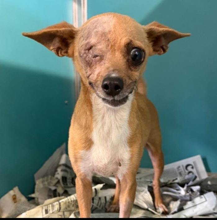 Lucy, adopted, Adult Female Chihuahua.