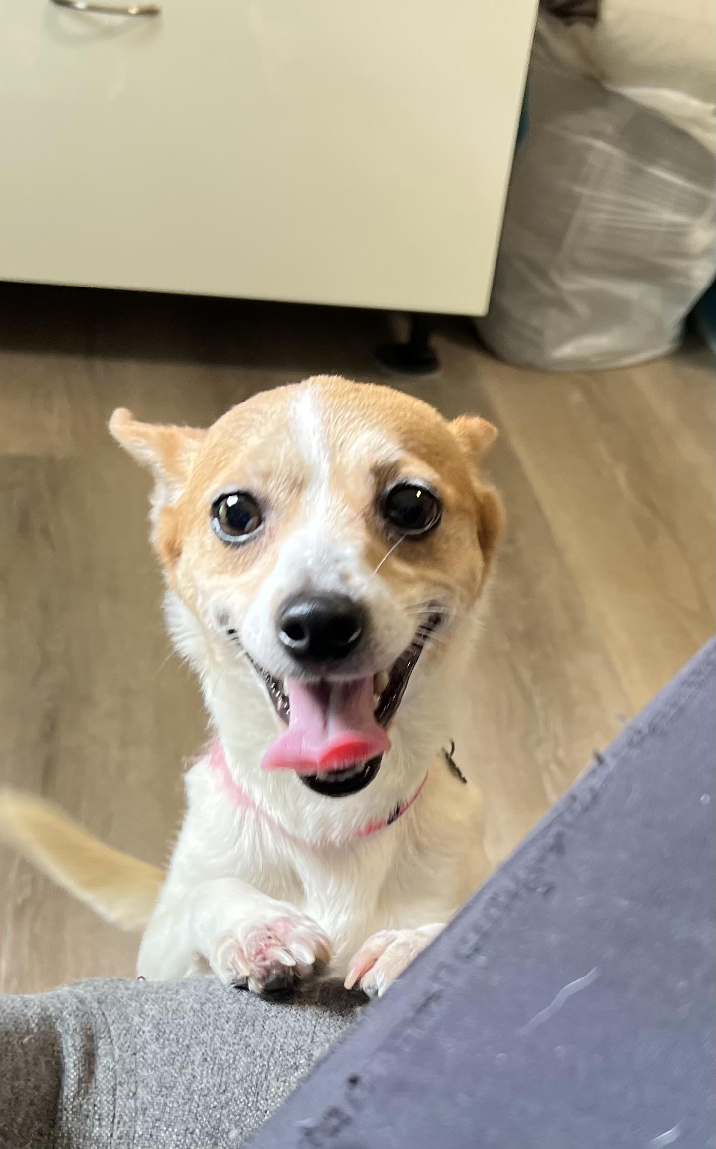 Lilly Chihuahua Dog