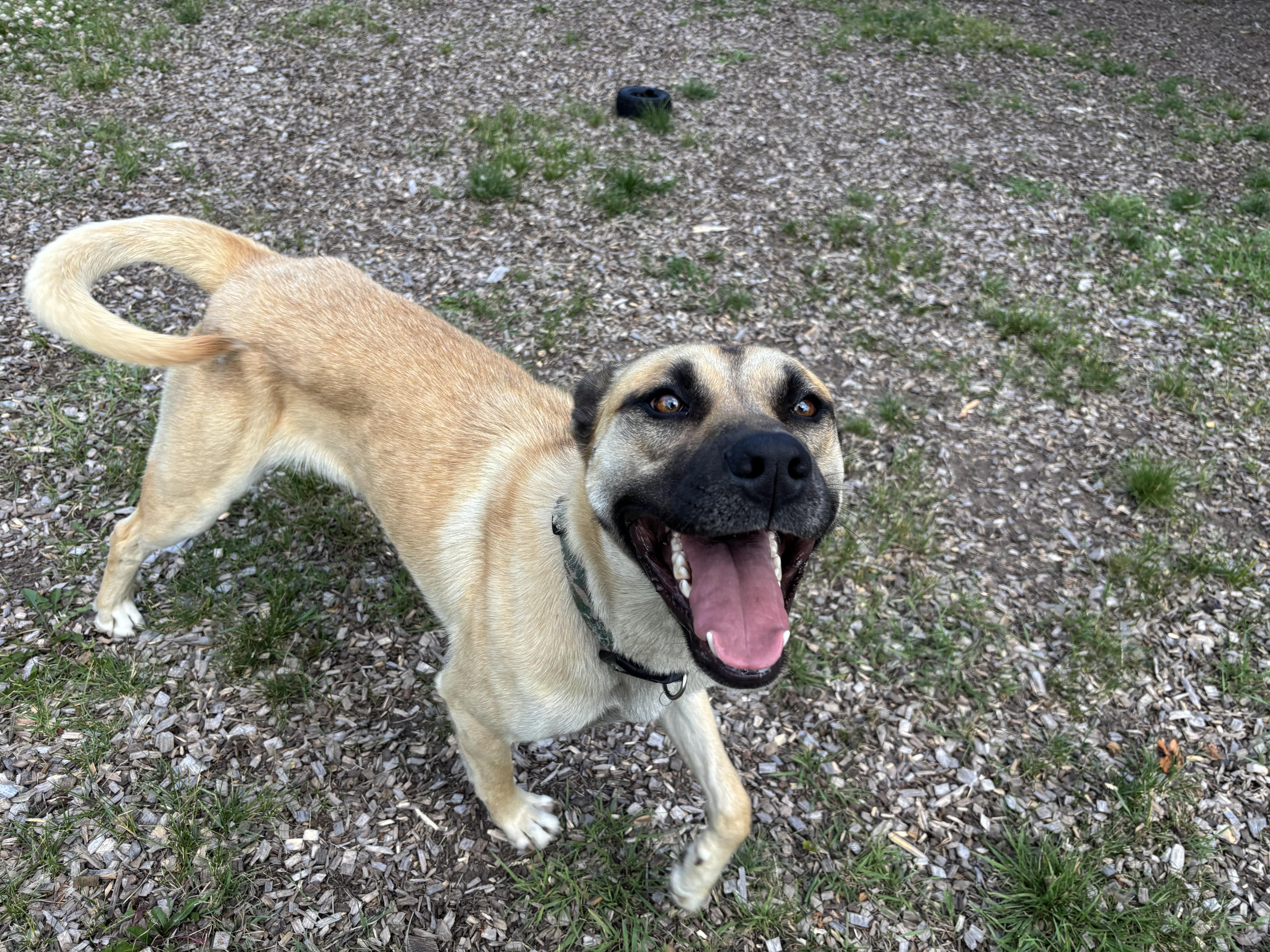 Finn, a Adoptable mixed breed in Mount Pleasant, MI image 2/2