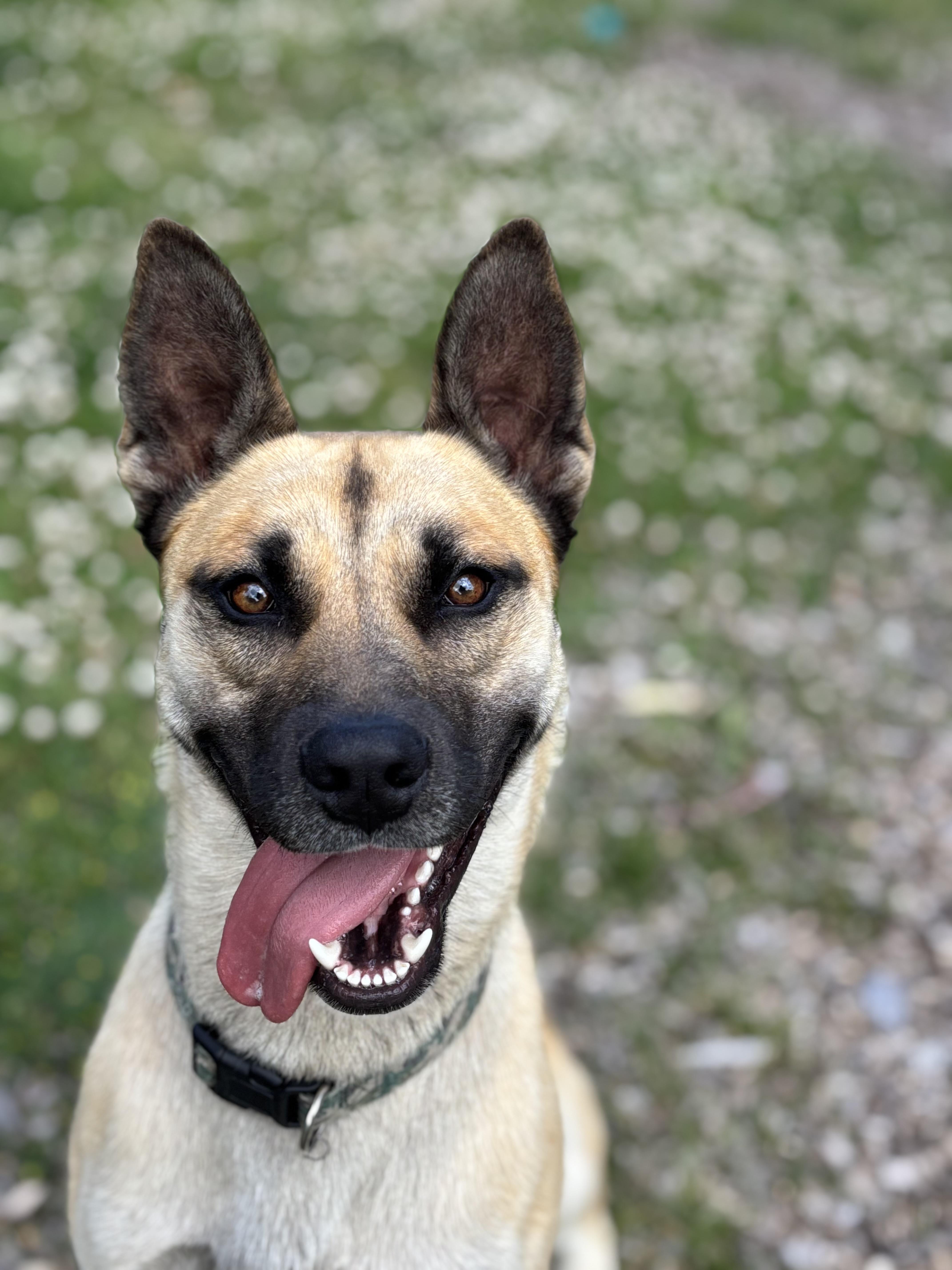 Finn, Adoptable, Young Male Belgian Shepherd / Malinois.