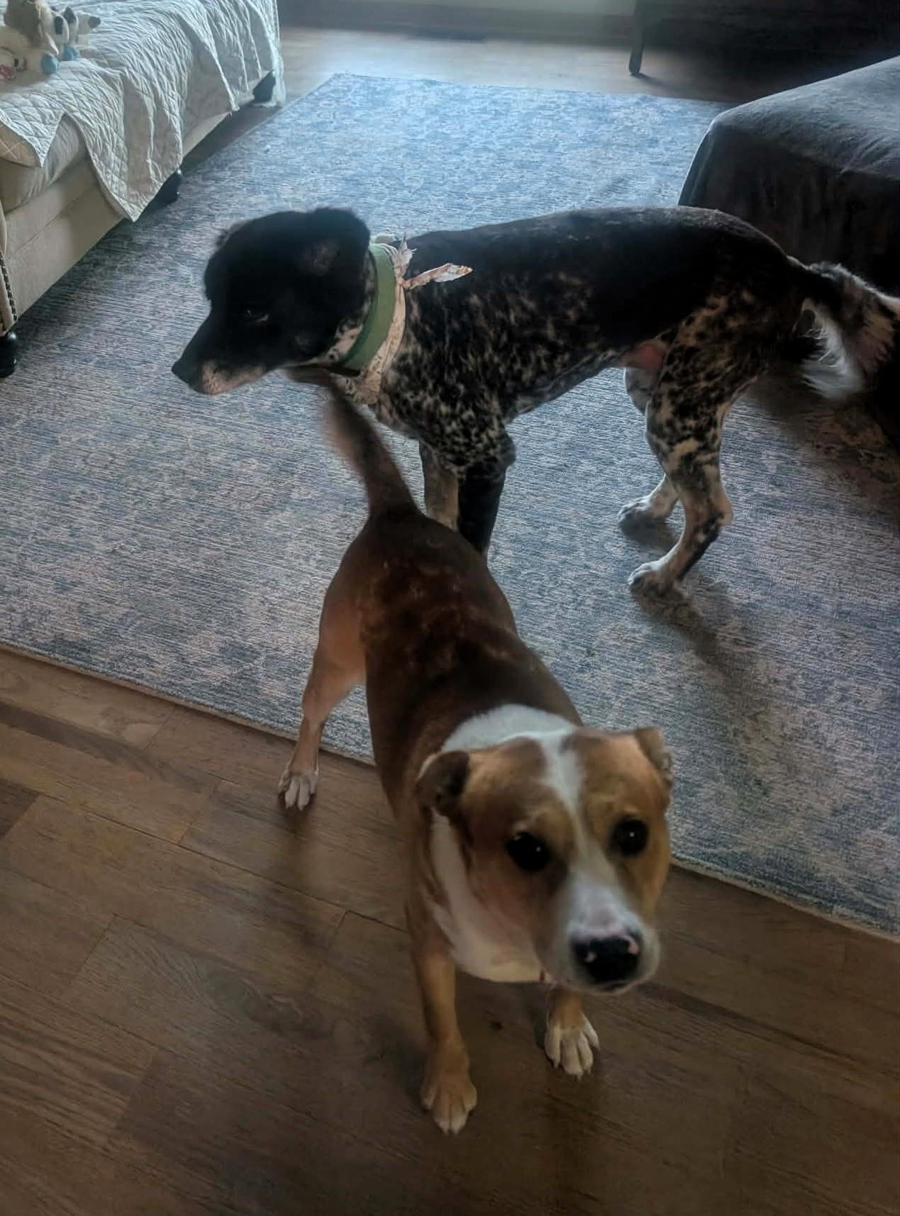 Enlarge SPOT, a Adoptable mixed breed in Largo, FL image 6/6