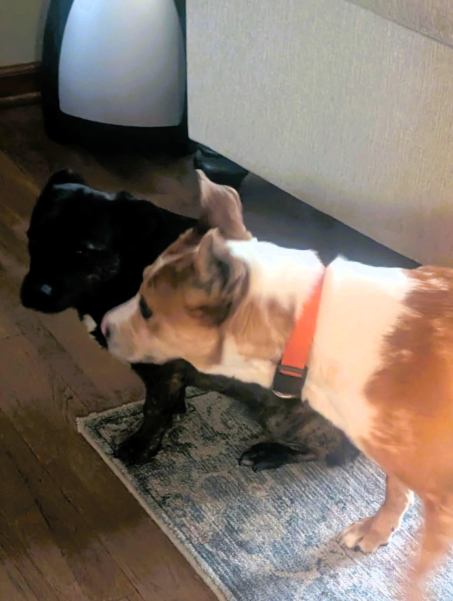 Enlarge SPOT, a Adoptable mixed breed in Largo, FL image 4/6