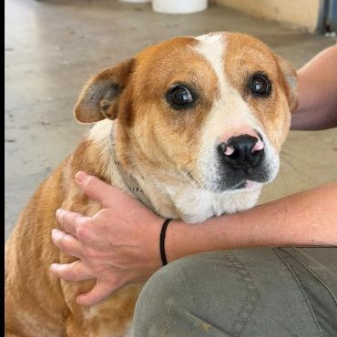 Enlarge SPOT, a Adoptable mixed breed in Largo, FL image 1/6