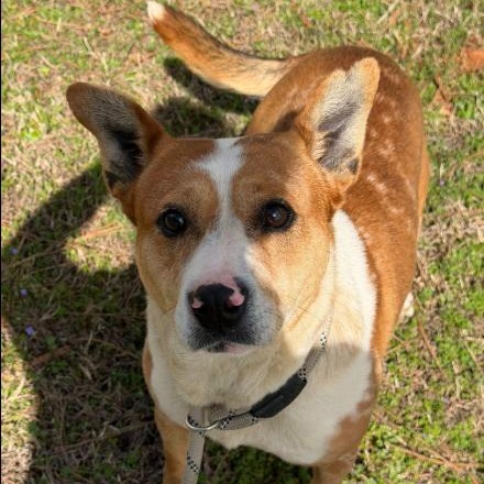 Enlarge SPOT, a Adoptable mixed breed in Largo, FL image 2/6