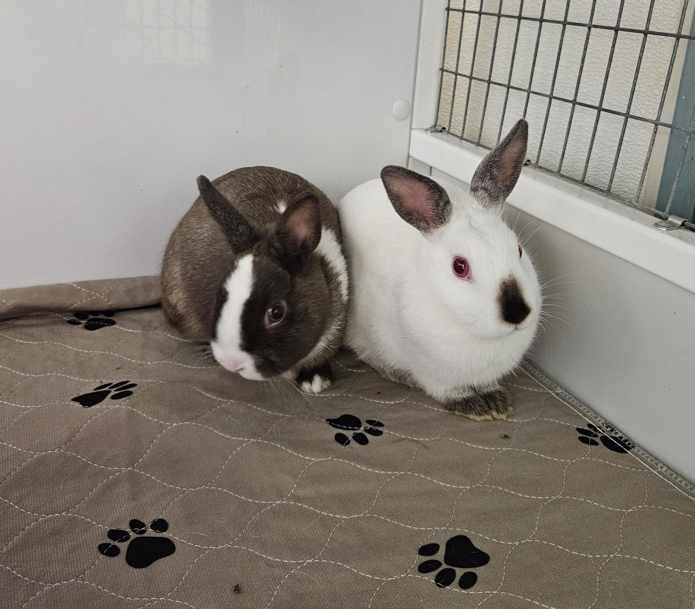 Cashmere & Silk, Baby Female unknown