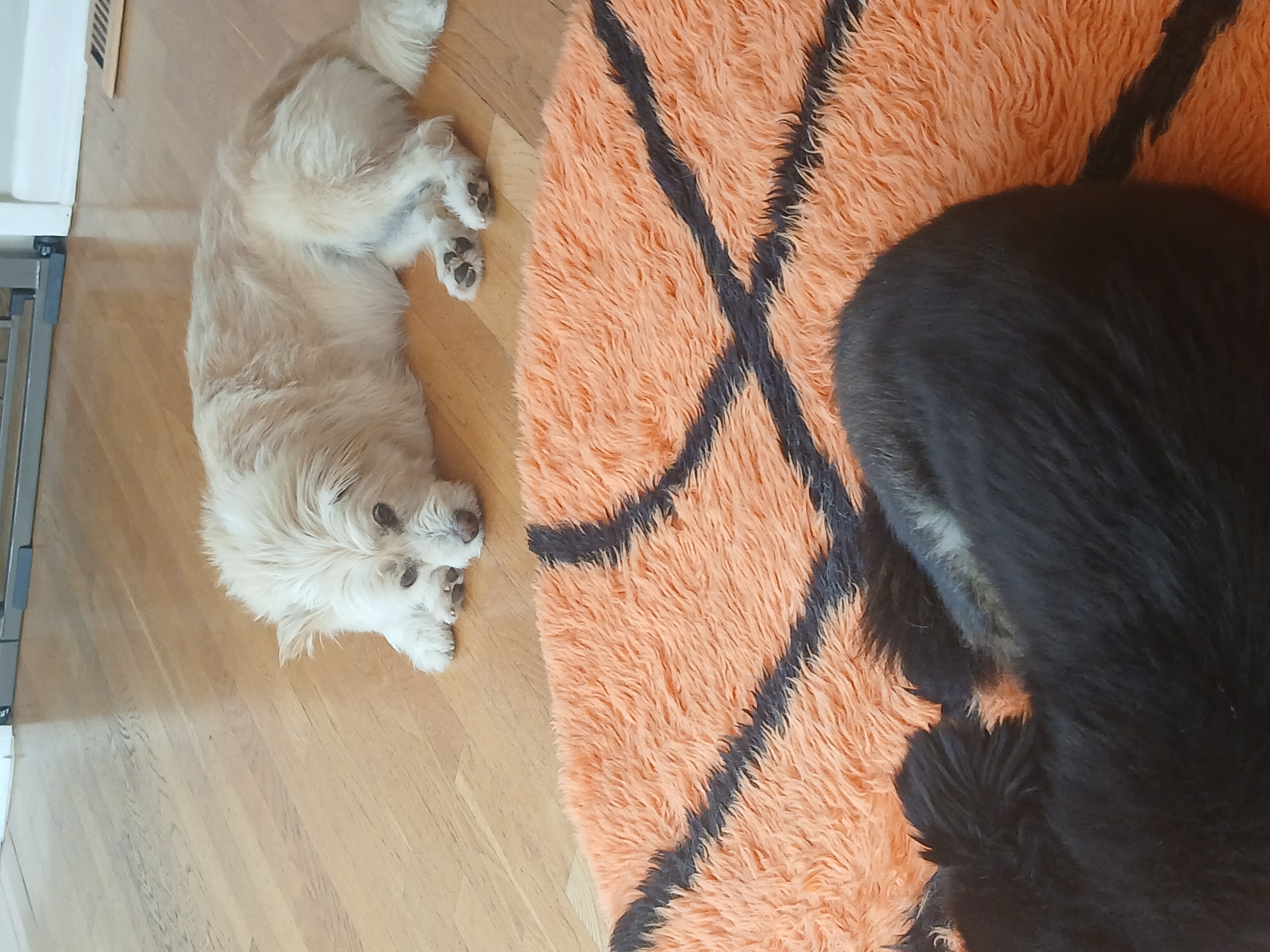 Enlarge Amcle, a Adoptable mixed breed in Haymarket, VA image 2/6