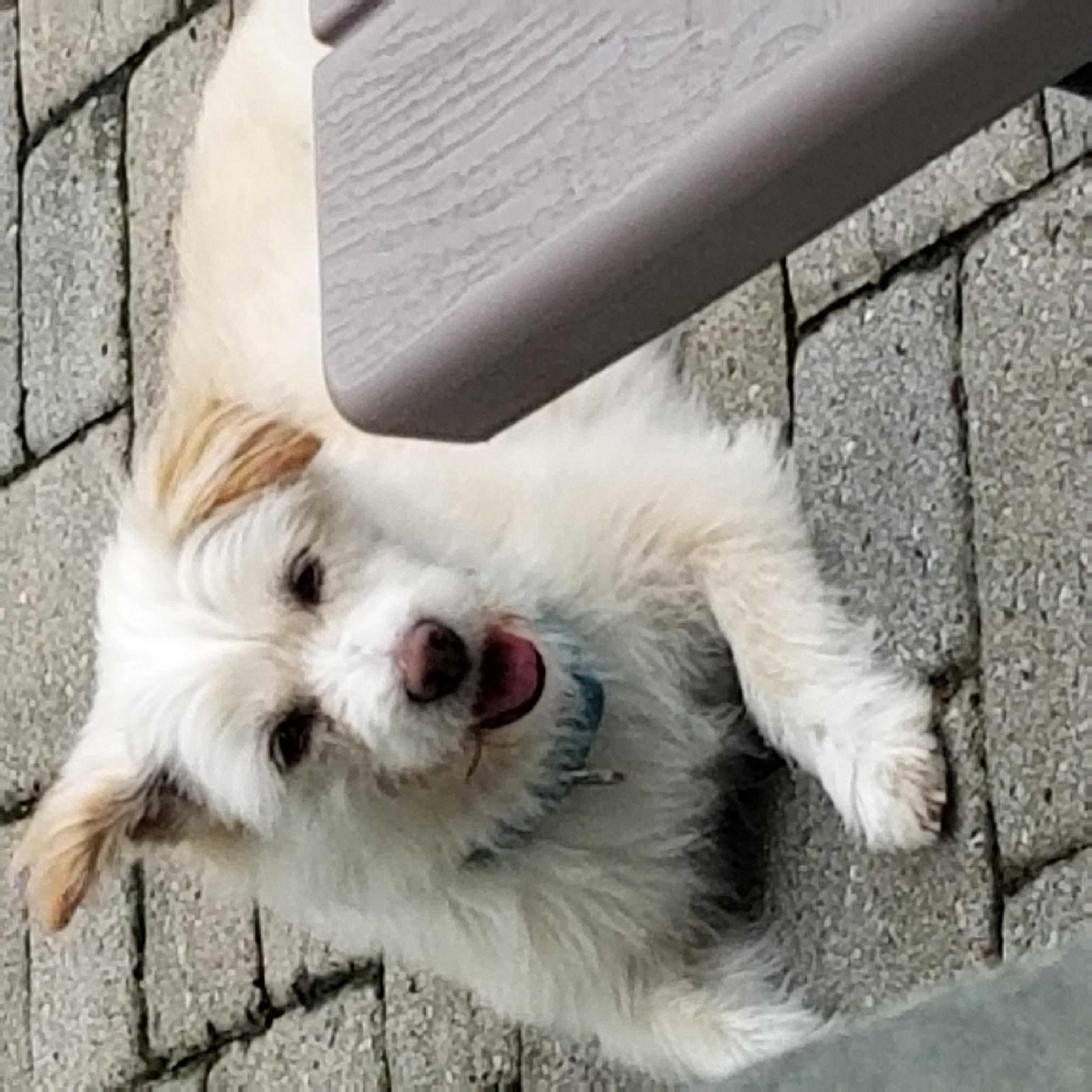 Enlarge Amcle, a Adoptable mixed breed in Haymarket, VA image 1/6