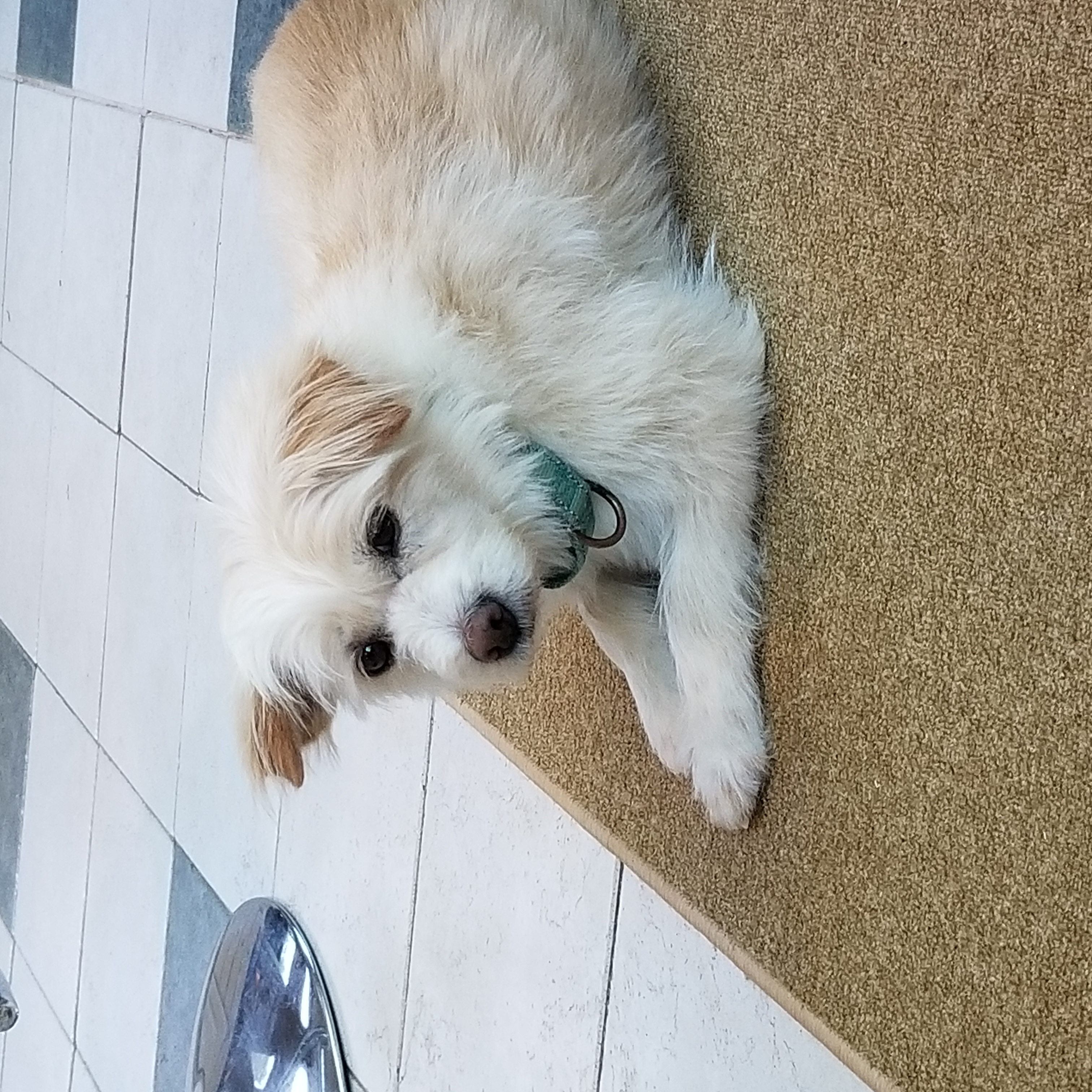 Enlarge Amcle, a Adoptable mixed breed in Haymarket, VA image 3/6