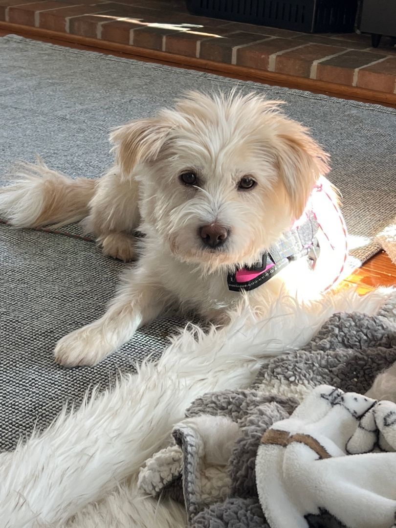 Enlarge Amcle, a Adoptable mixed breed in Haymarket, VA image 4/6