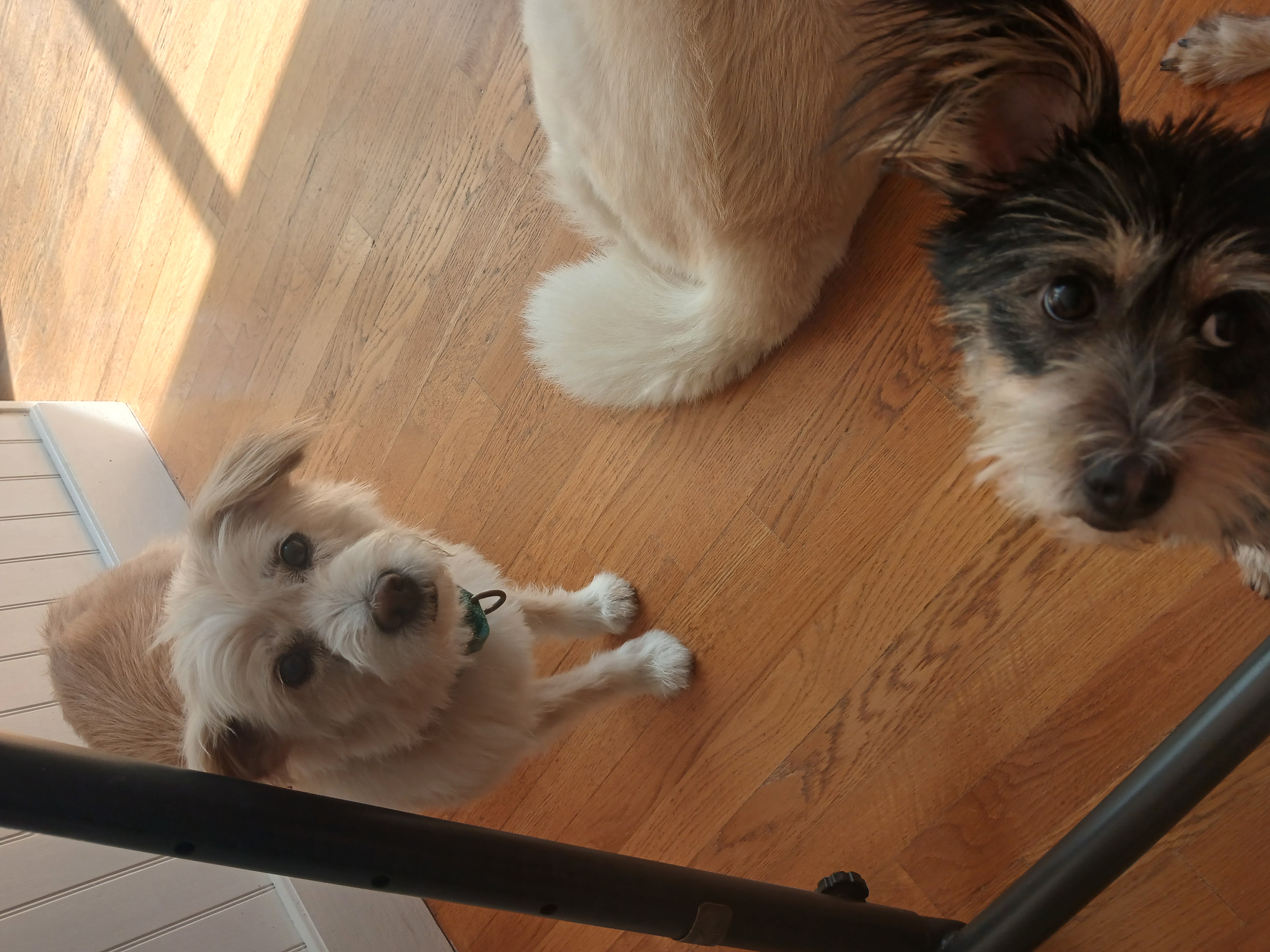 Enlarge Amcle, a Adoptable mixed breed in Haymarket, VA image 5/6