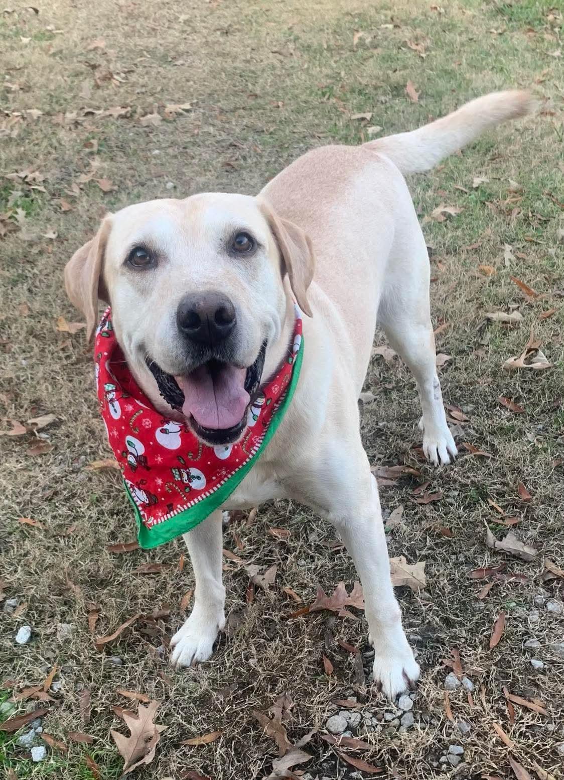 Boss, Adopted, Adult Male Yellow Labrador Retriever.