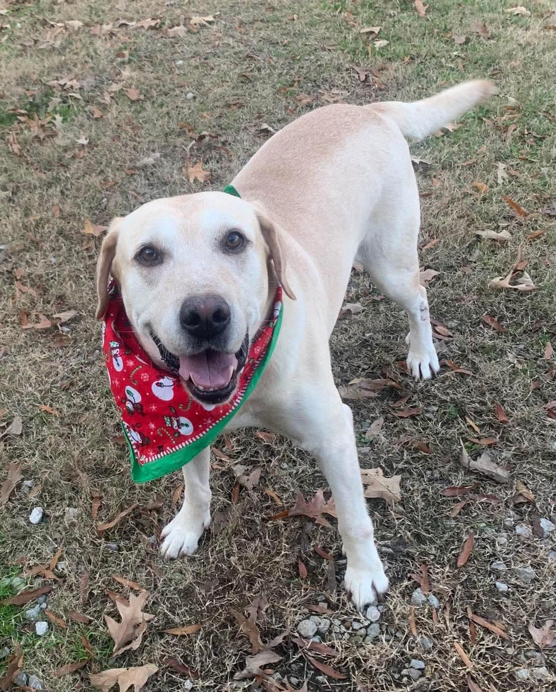 Enlarge Boss, a Adopted Yellow Labrador Retriever in Ball, LA image 5/5