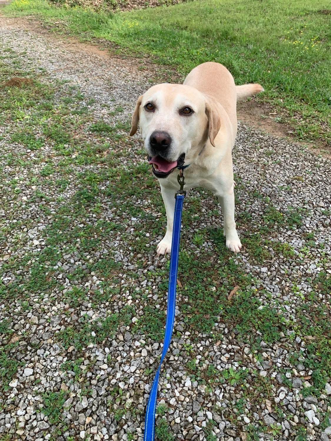 Enlarge Boss, a Adopted Yellow Labrador Retriever in Ball, LA image 2/5