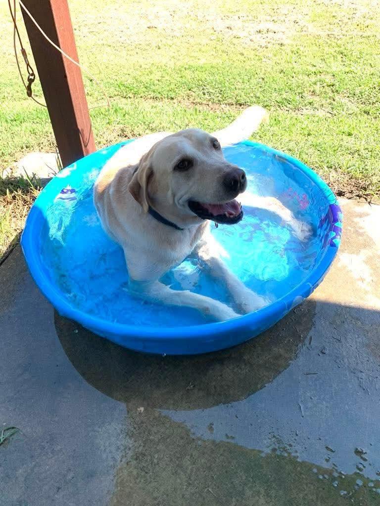 Enlarge Boss, a Adopted Yellow Labrador Retriever in Ball, LA image 4/5