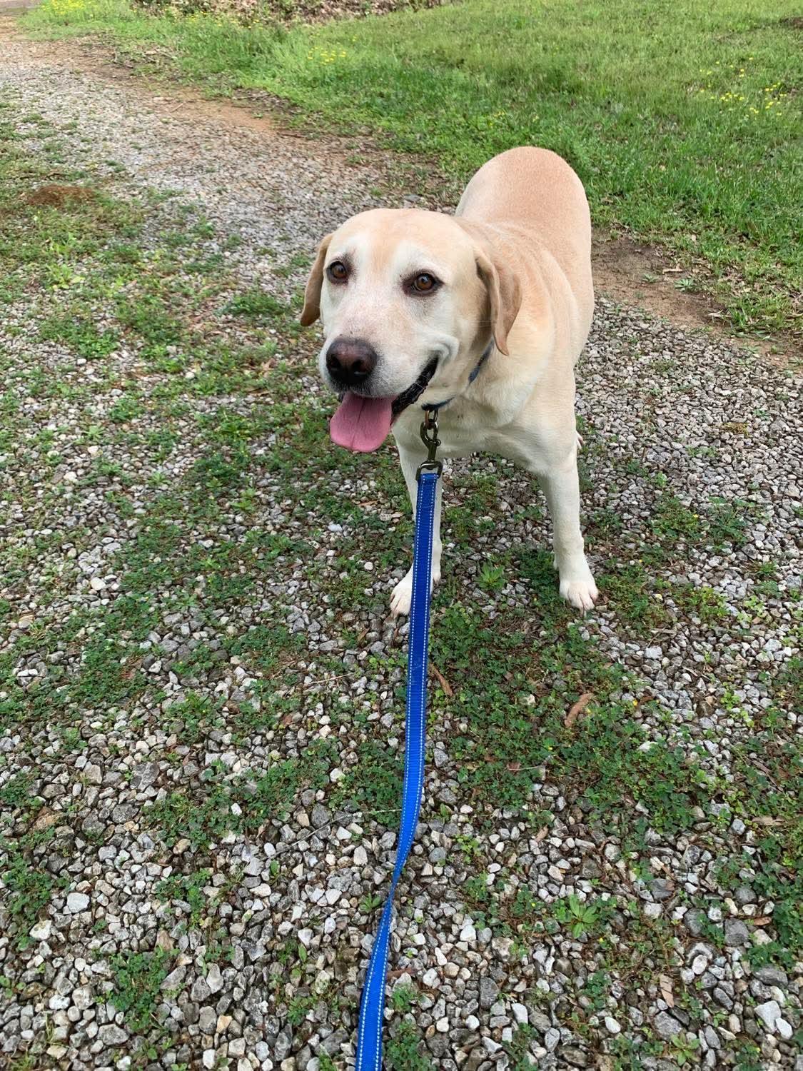 Boss, Adopted, Adult Male Yellow Labrador Retriever.