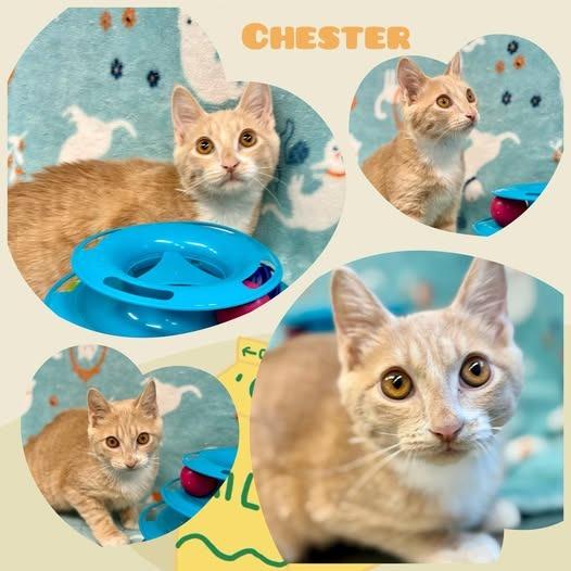 Enlarge Chester, a Adoptable mixed breed in Rensselaer, IN image 1/1