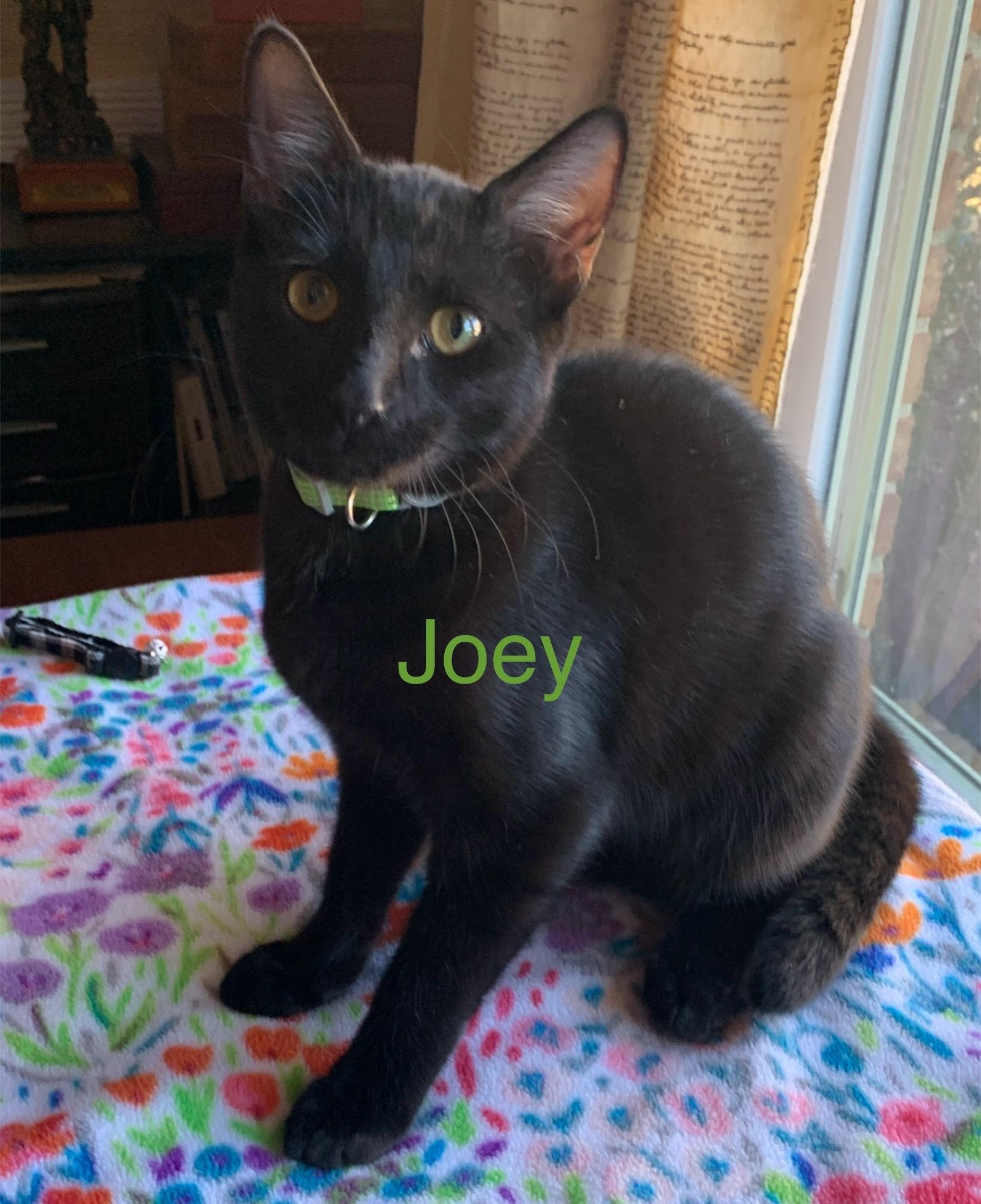 Enlarge Joey, an adopted mixed breed in Bonaire, GA image 3/6