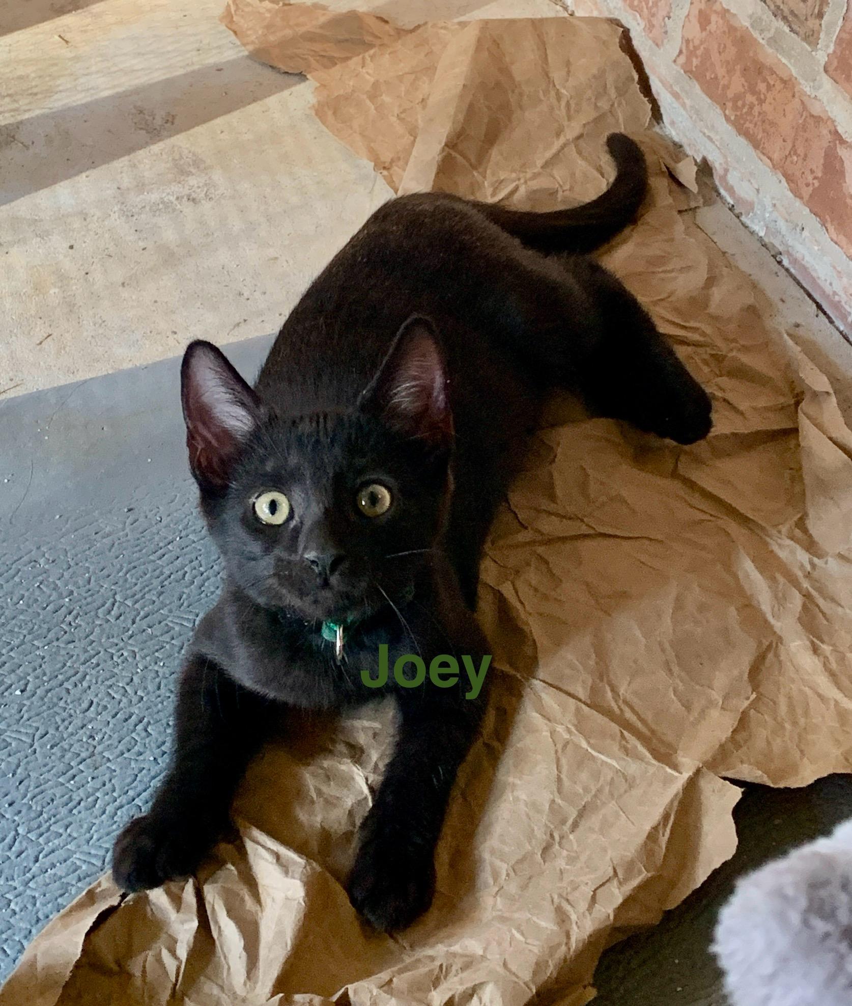 Enlarge Joey, an adopted mixed breed in Bonaire, GA image 5/6