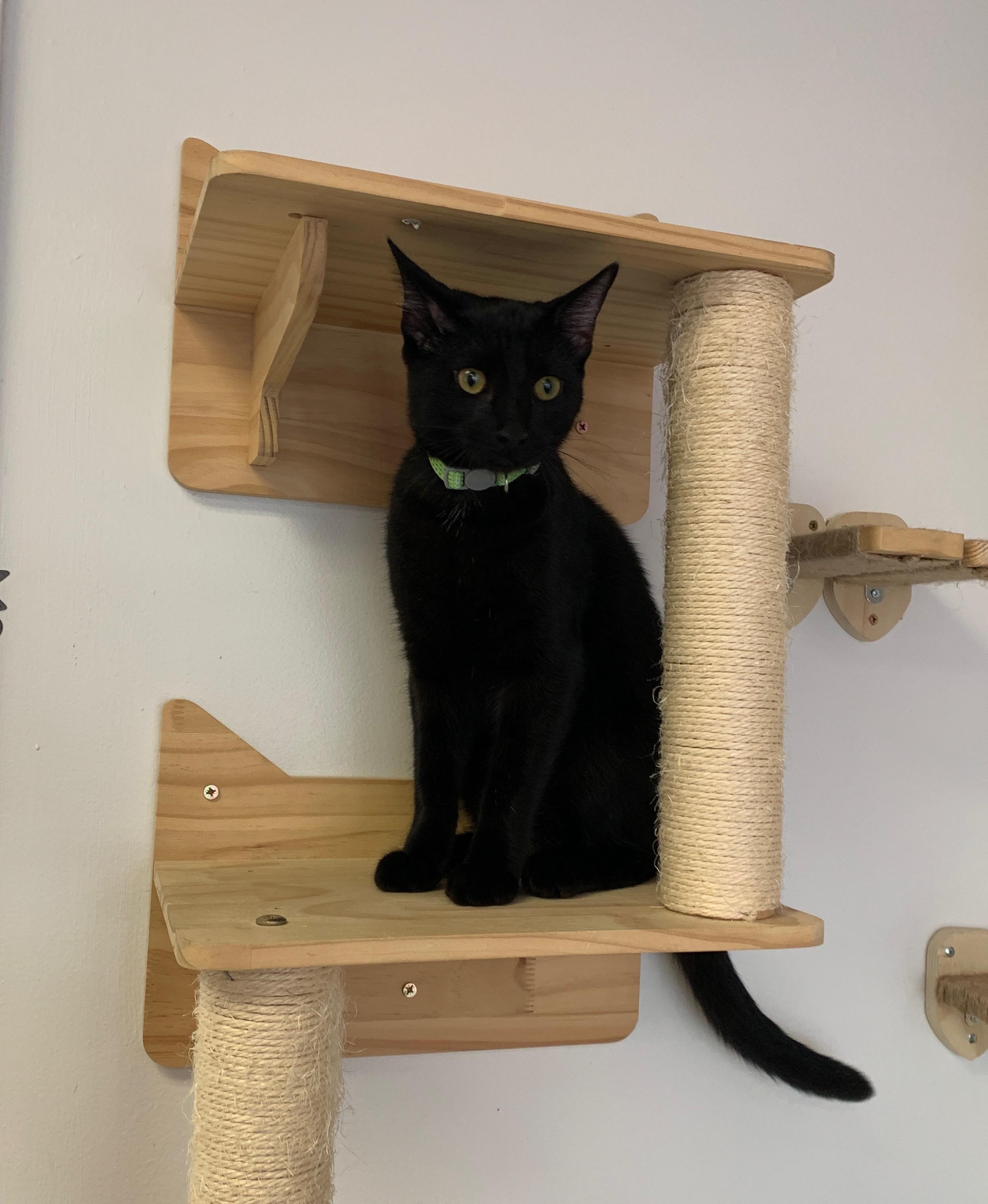 Joey, Adoptable, Kitten Male American Shorthair.