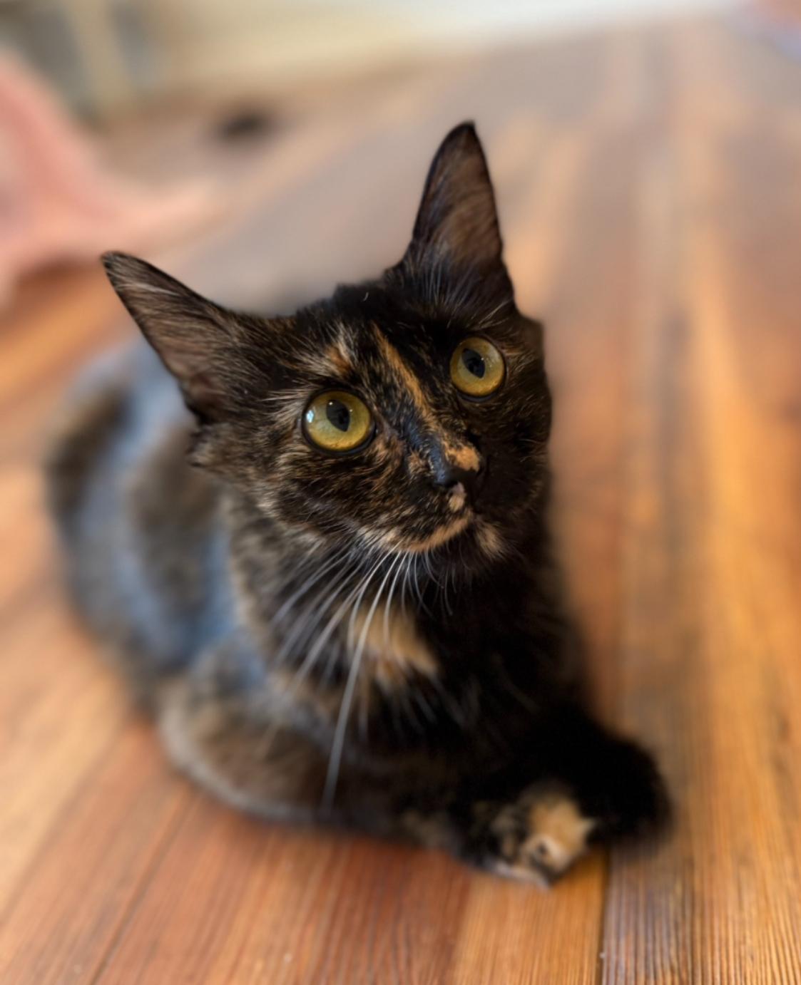 ChitChat (Mama to Daytime Talk Show Host kittens)