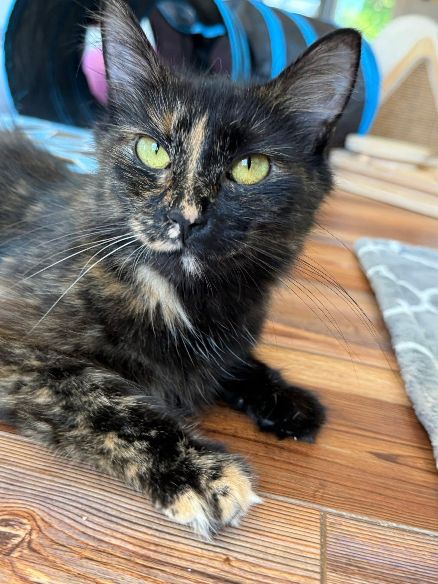 ChitChat (Mama to Daytime Talk Show Host kittens)