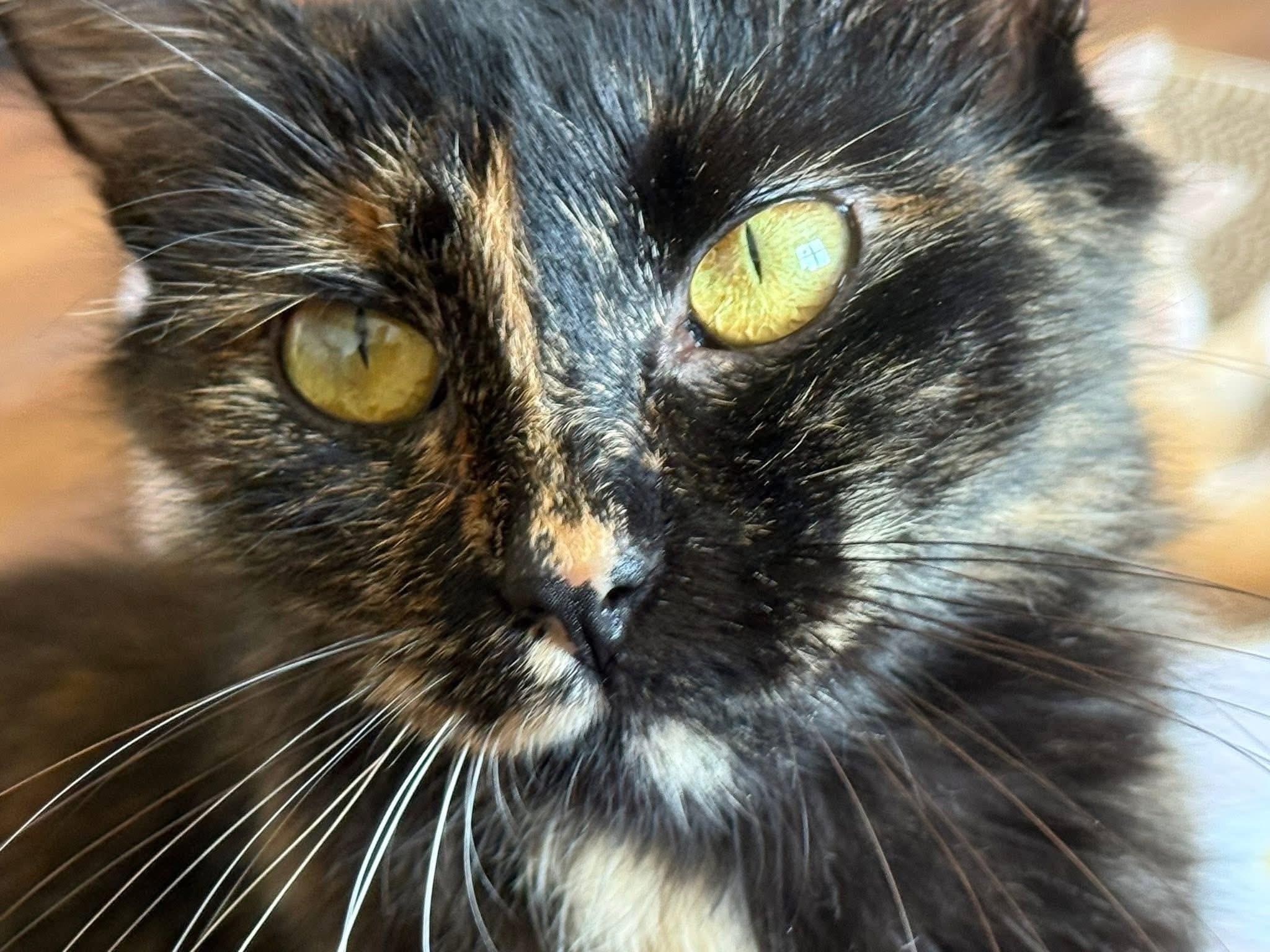 ChitChat (Mama to Daytime Talk Show Host kittens)