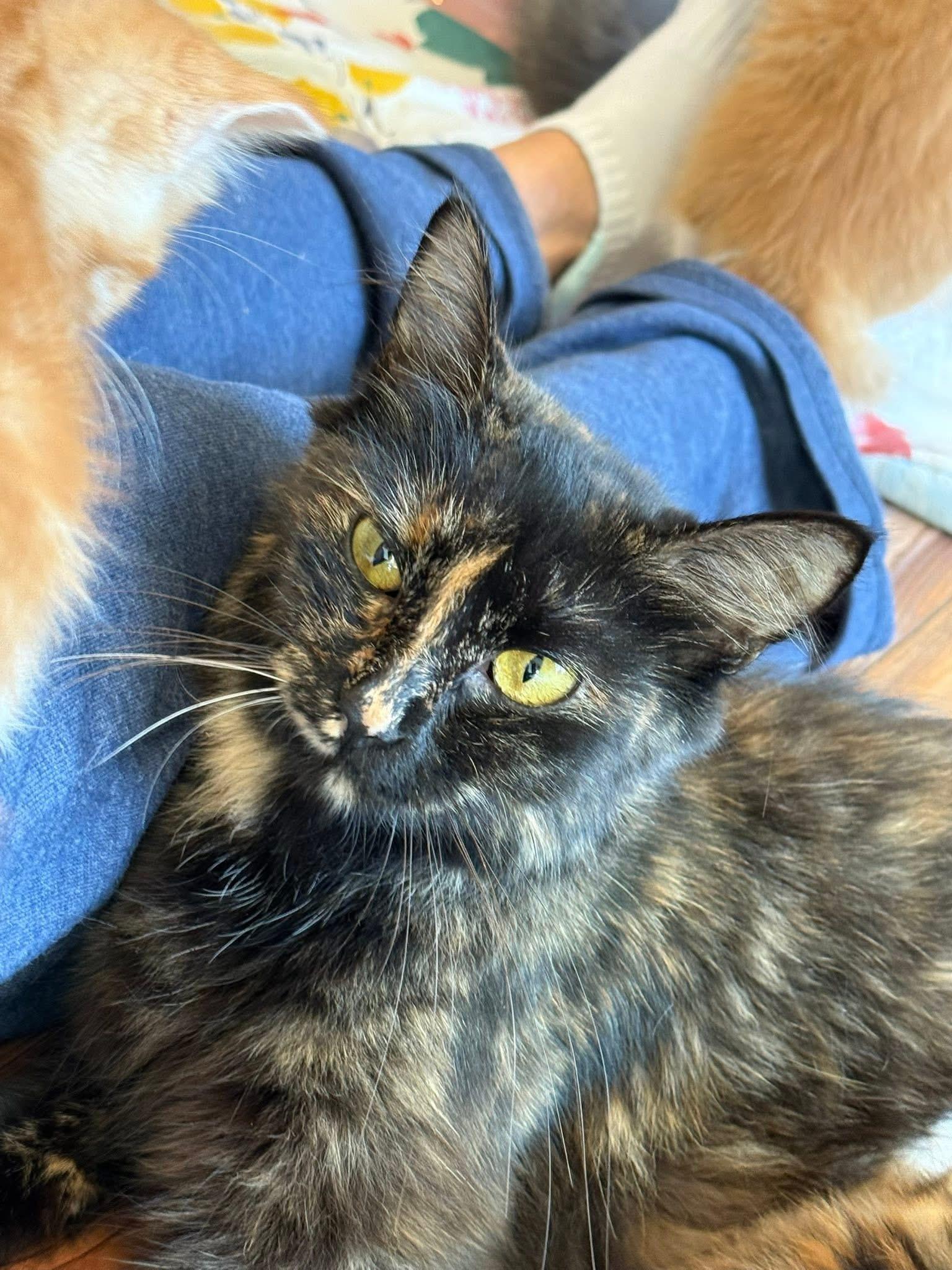 ChitChat (Mama to Daytime Talk Show Host kittens)
