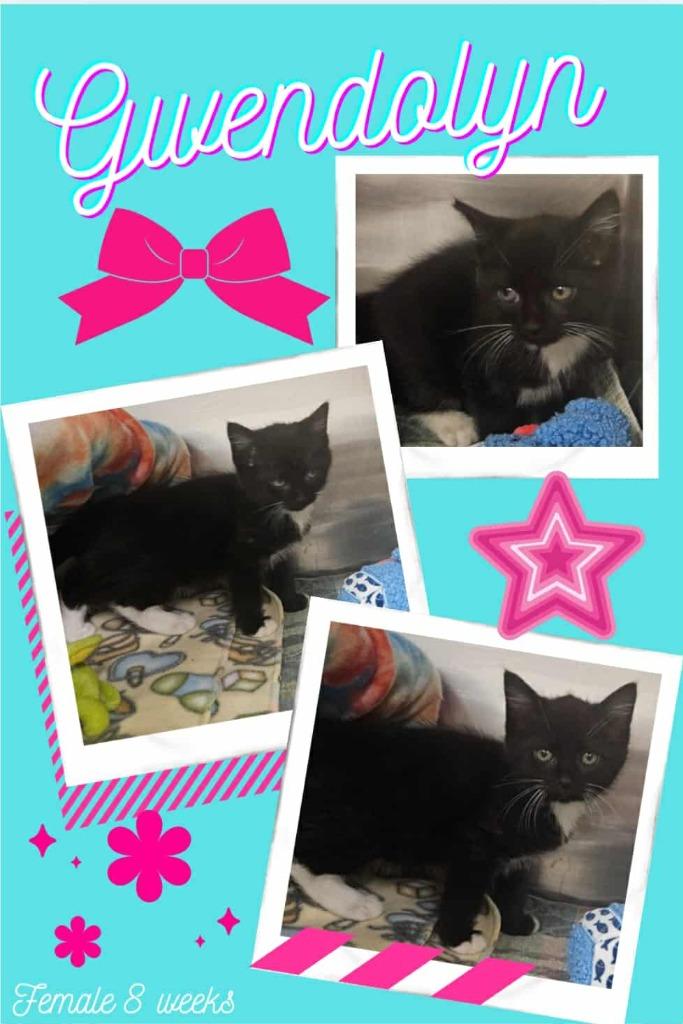 Gwendolyn, Adoptable, Kitten Female Domestic Short Hair.