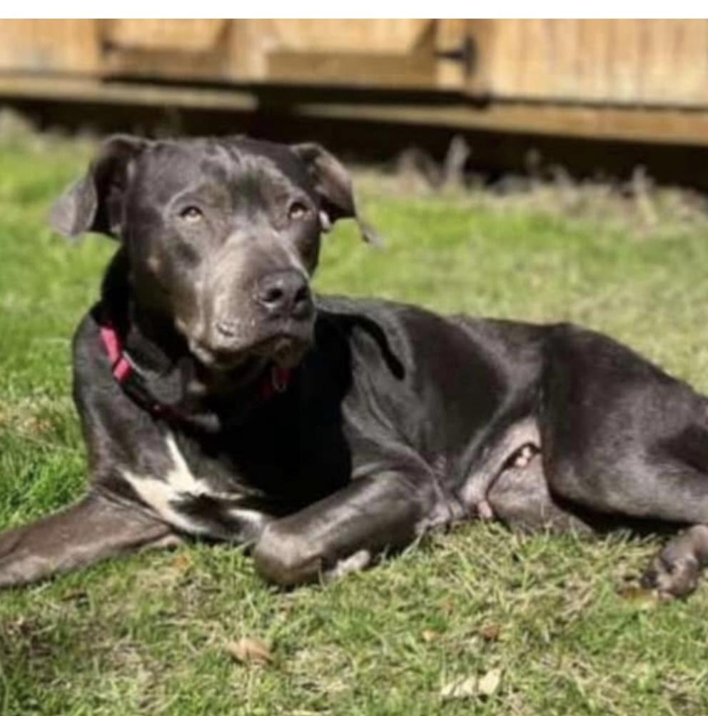 Acea, Adoptable, Adult Female Mixed Breed.