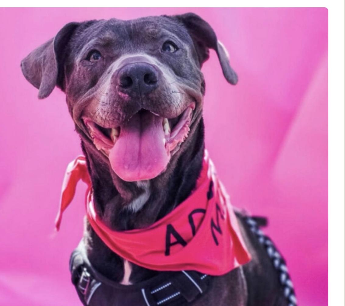 Acea, a Adoptable Mixed Breed in Rayne, LA image 2/3