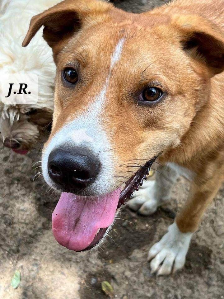 Enlarge JR, a Adoptable mixed breed in Chelsea, VT image 4/6