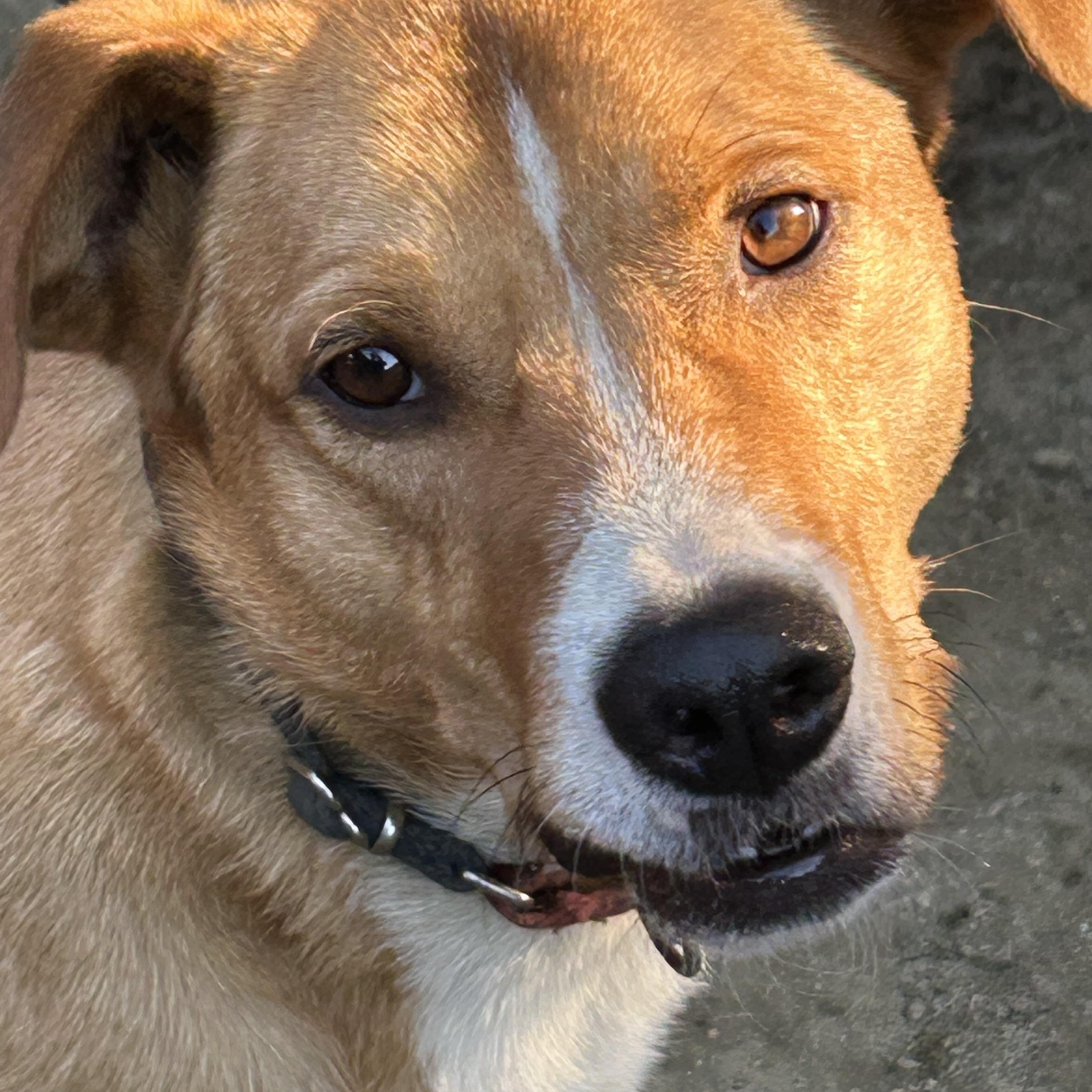 JR, Adoptable, Adult Male Labrador Retriever & Pit Bull Terrier.
