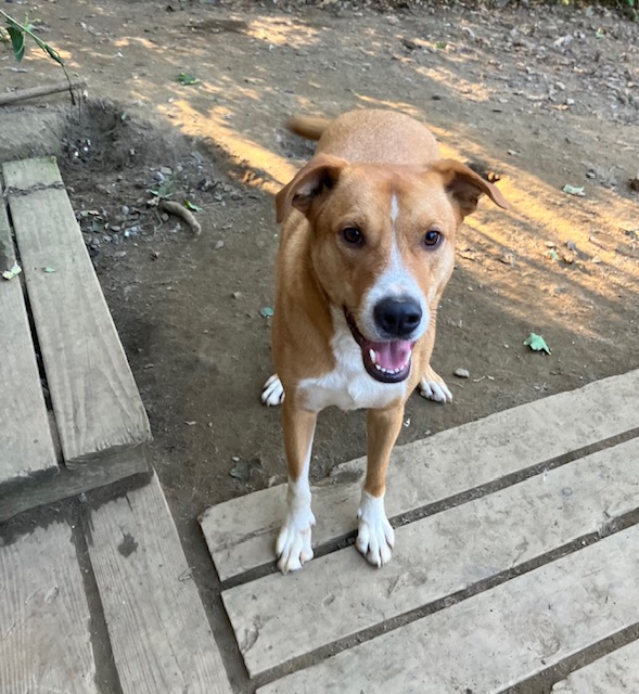 Enlarge JR, a Adoptable mixed breed in Chelsea, VT image 3/6