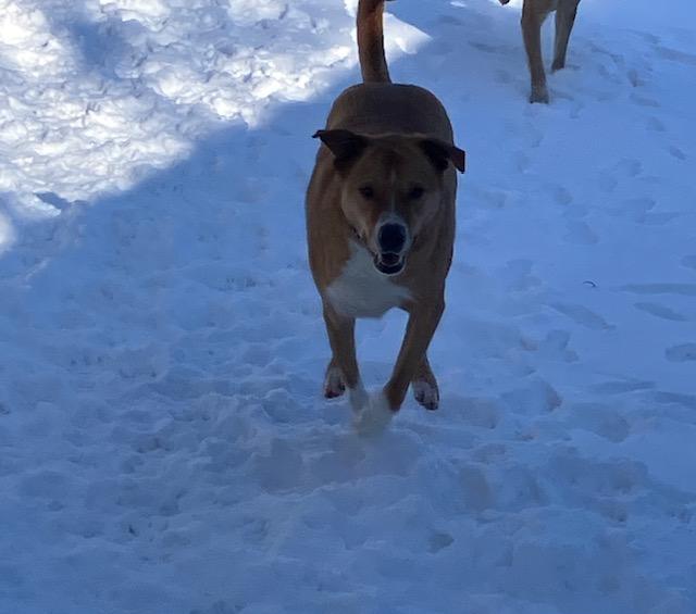 JR, an adoptable Labrador Retriever, Pit Bull Terrier in Chelsea, VT, 05038 | Photo Image 2