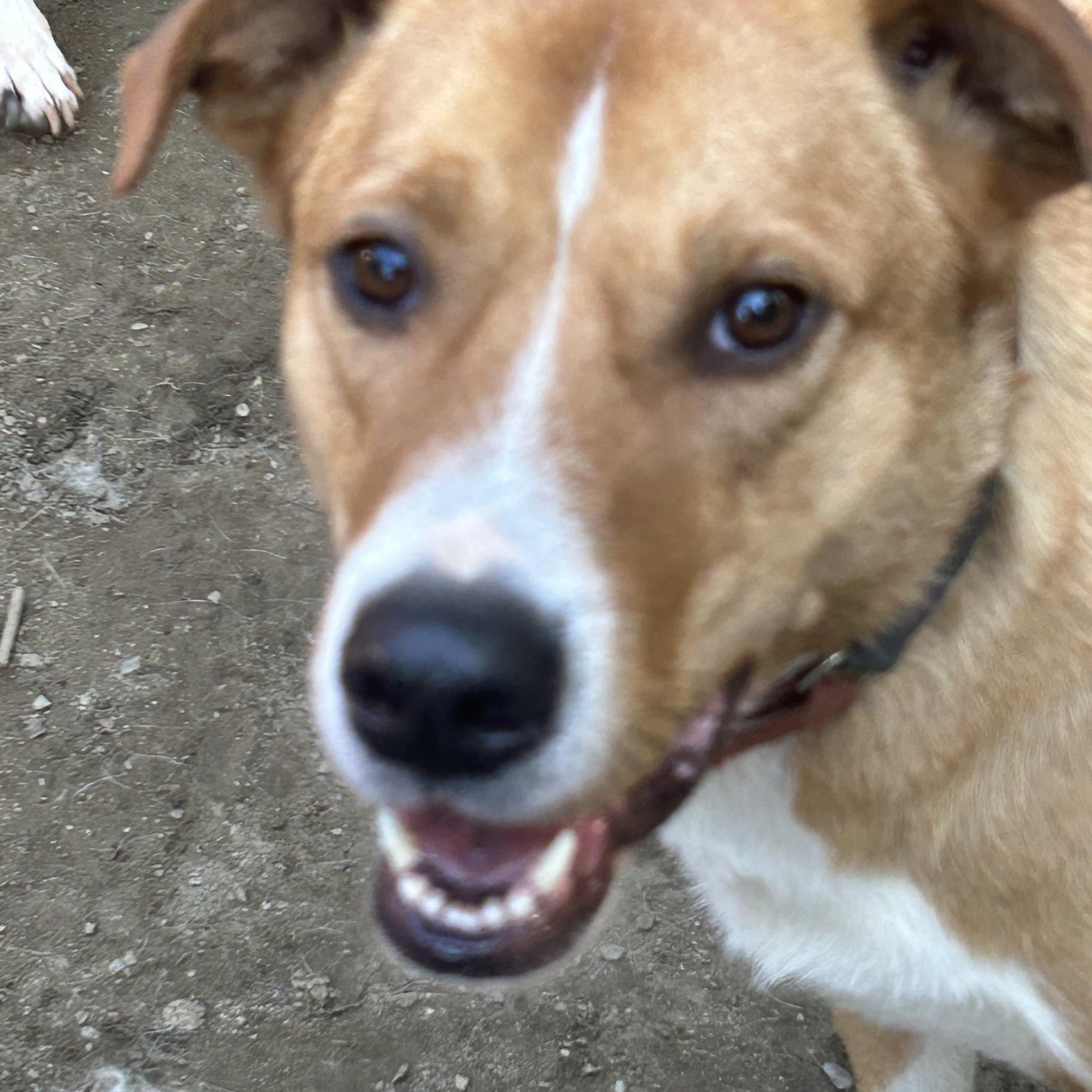 Enlarge JR, a Adoptable mixed breed in Chelsea, VT image 6/6