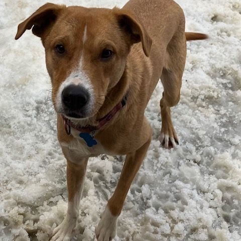 JR, an adoptable Labrador Retriever, Pit Bull Terrier in Chelsea, VT, 05038 | Photo Image 5