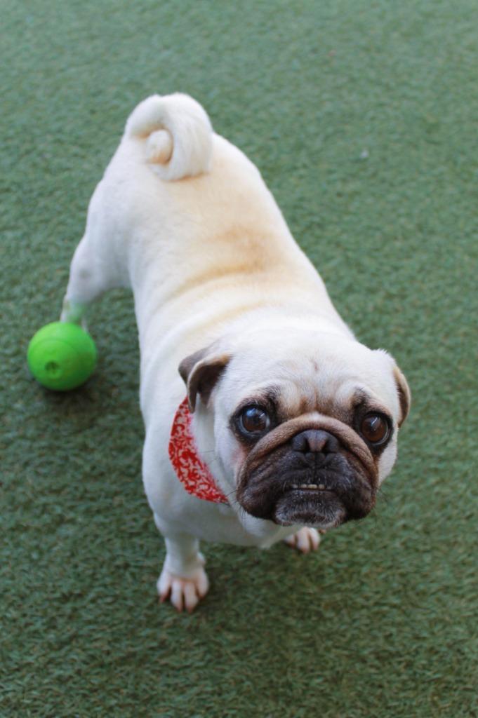 Enlarge Halo, a Adoptable Pug in Gardena, CA image 1/6