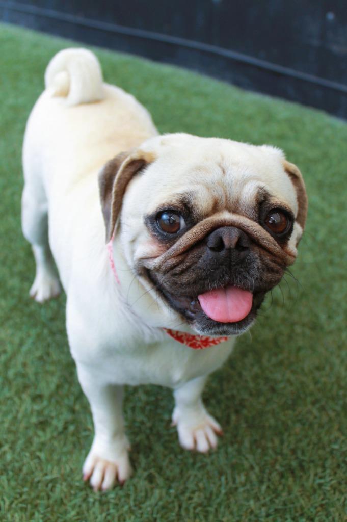 Enlarge Halo, a Adoptable Pug in Gardena, CA image 2/6