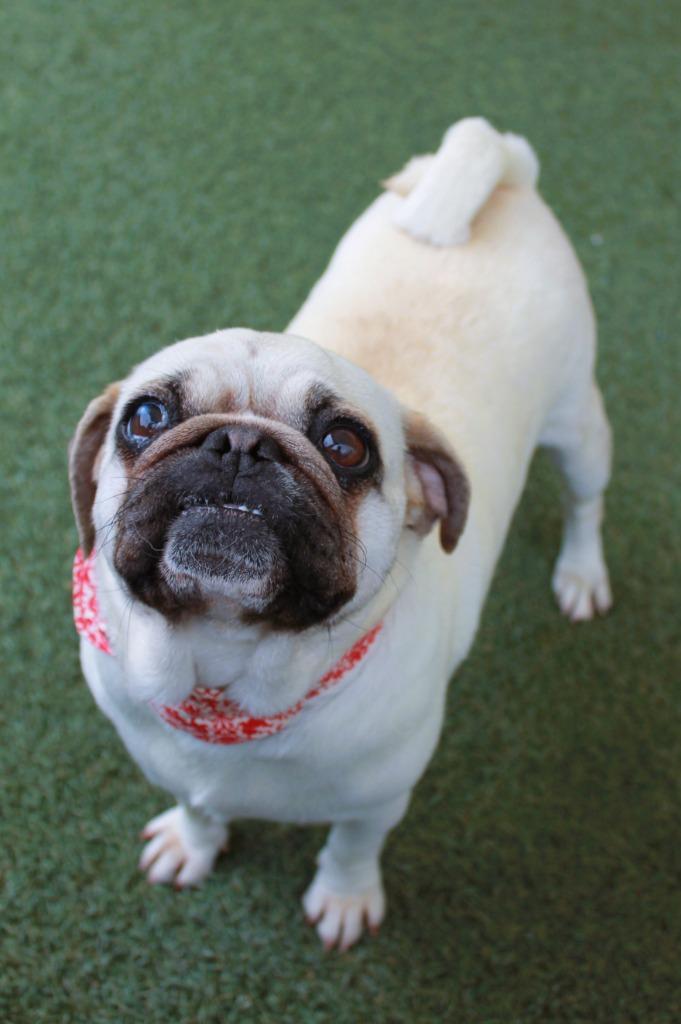 Enlarge Halo, a Adoptable Pug in Gardena, CA image 3/6