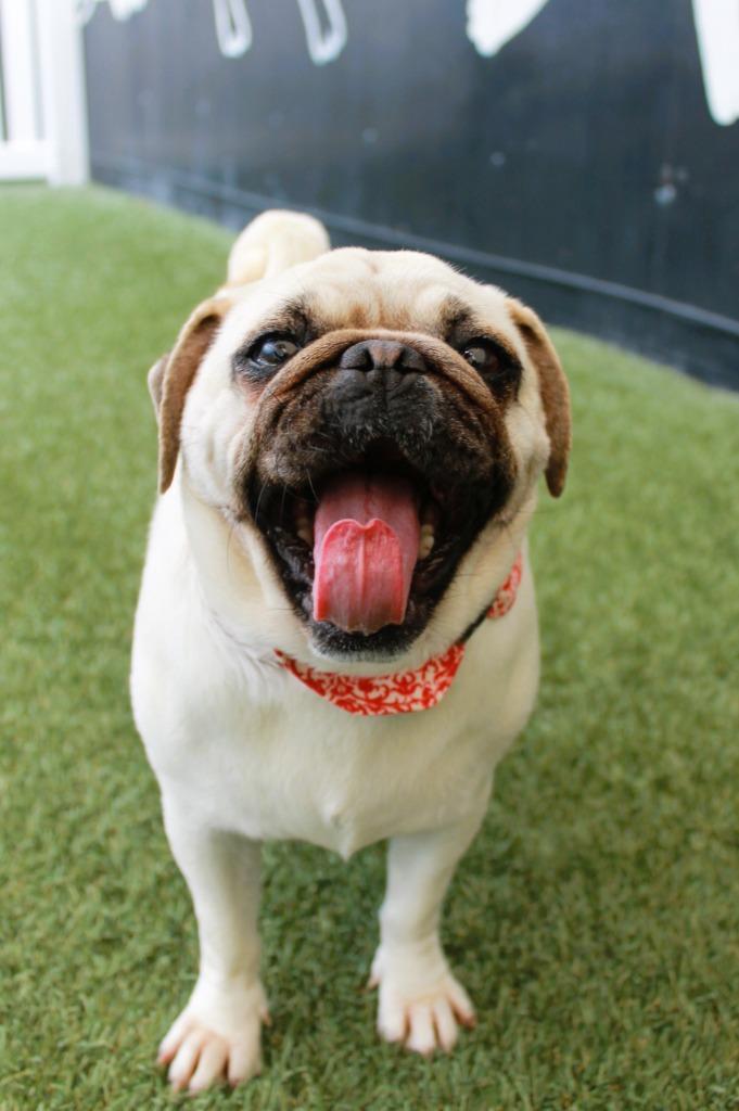 Enlarge Halo, a Adoptable Pug in Gardena, CA image 4/6