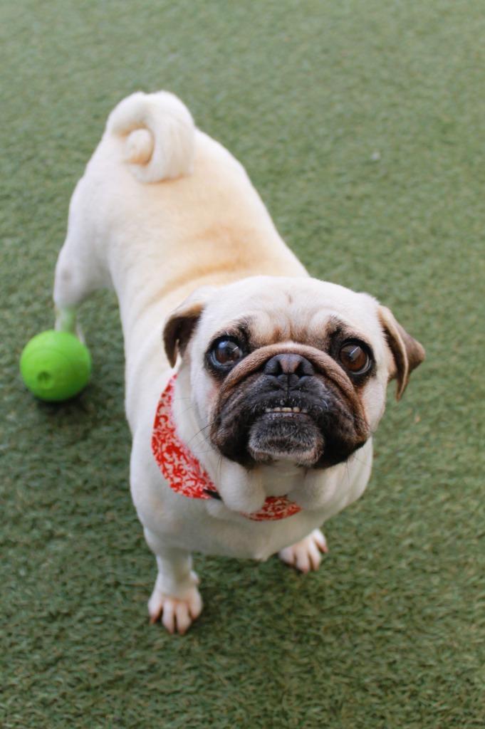 Enlarge Halo, a Adoptable Pug in Gardena, CA image 5/6