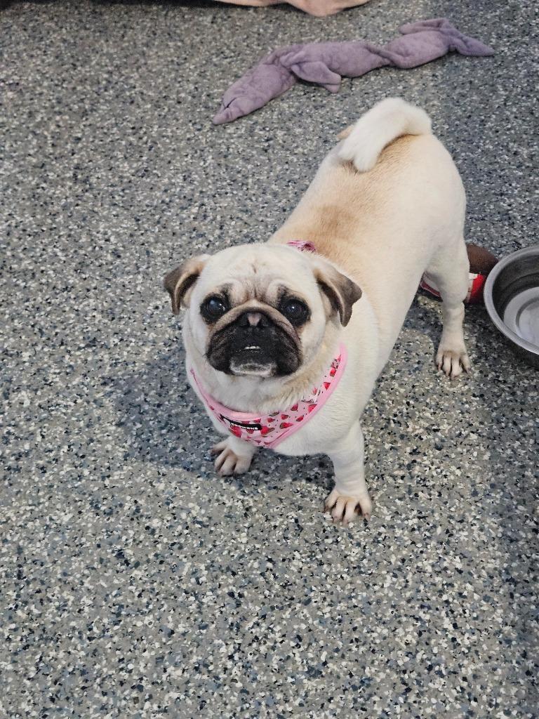 Enlarge Halo, a Adoptable Pug in Gardena, CA image 6/6