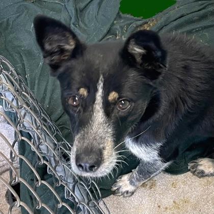 Enlarge Spinich, a ADOPTABLE mixed breed in Flagstaff, AZ image 1/1