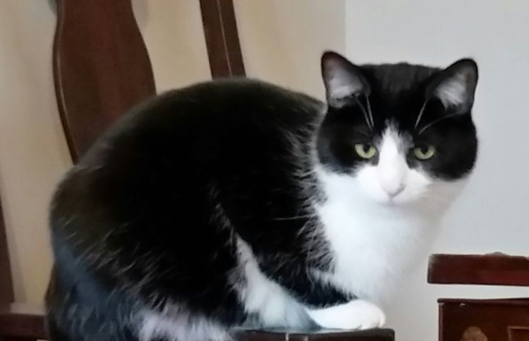 Beauty B thumbnail 2