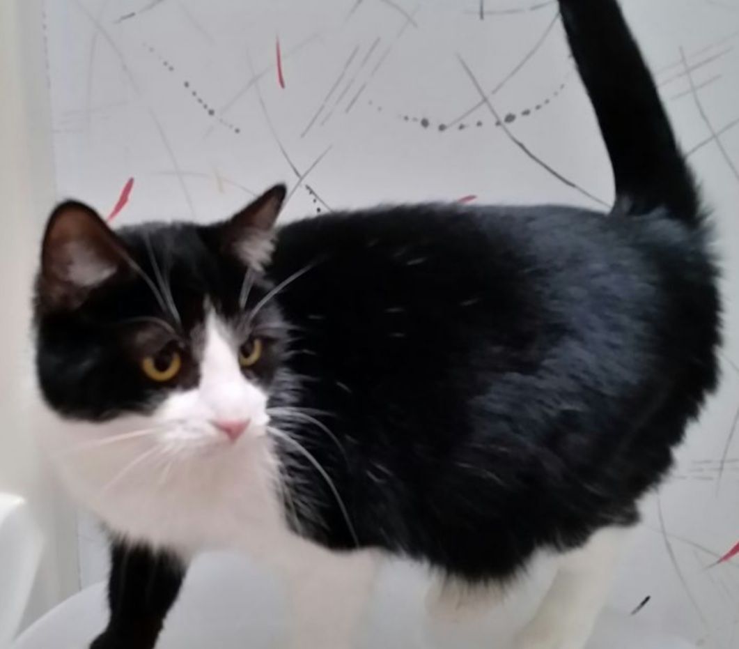 Beauty B thumbnail 4