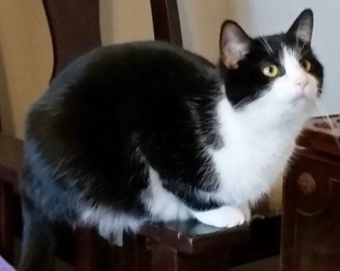 Beauty B thumbnail 5