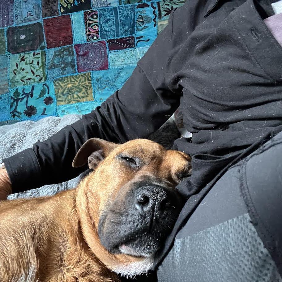 Tito, Adoptable, Adult Male Mixed Breed.
